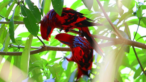 Two colourful birds sitting on a branch.